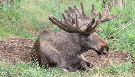 Eating elk may lower children’s IQ: Report