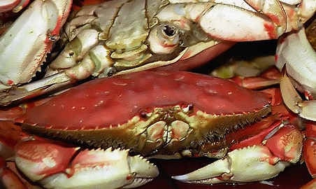 Norway protects ‘sea-sick’ crabs