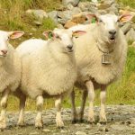 Record low number of radioactive sheep