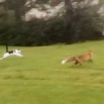 VIDEO: Brave cat charges fox head-on