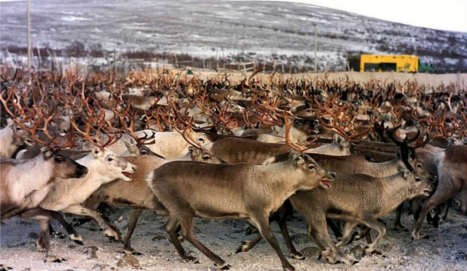 Norway produces first ever halal reindeer meat
