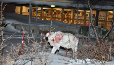 Headless reindeer left outside village hall