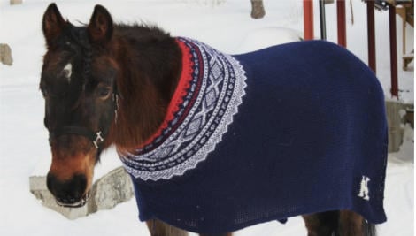 Horses asked how they prefer to stay warm