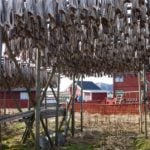 Norwegian dried cod wins 'Champagne status'