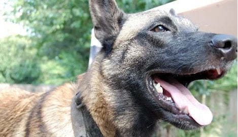 Norway girl mauled by off-duty police dog