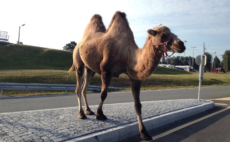 Camel goes walkabout on Norway roundabout