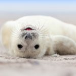 Norwegian seals get their own fat app