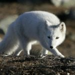 Norway and Sweden join forces to save Arctic fox