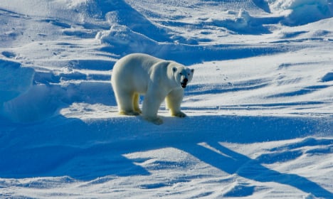 Five countries unite to save the polar bear