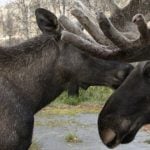 Hunters kill two elk in Norway zoo accident
