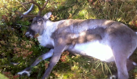 Norway vets stumped by mystery reindeer deaths