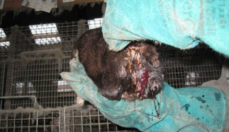 Badly wounded mink found at Norway farm