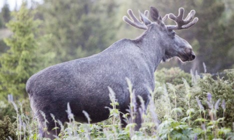 Norwegians to play elk hunting ‘lottery’