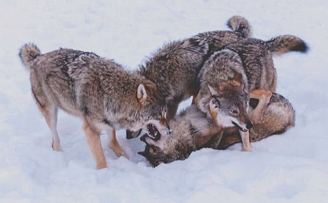Norway’s wolf population nearly doubled