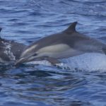 Rare dolphin follows Oslofjord boat for four hours