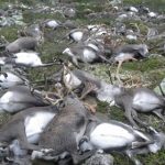 323 reindeer killed by lightning in Norway