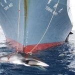 Norway under renewed fire for 'undermining' whaling ban