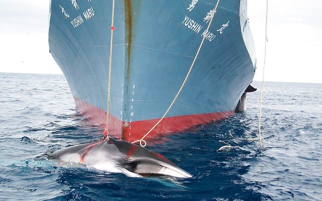 Norway under renewed fire for ‘undermining’ whaling ban