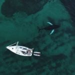 Video: Diver releases footage of Tromsø killer whales
