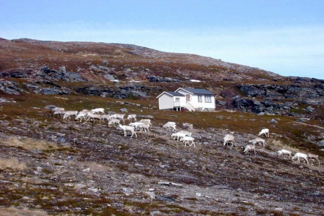 Reindeer watch is Norway’s latest slow TV extravaganza
