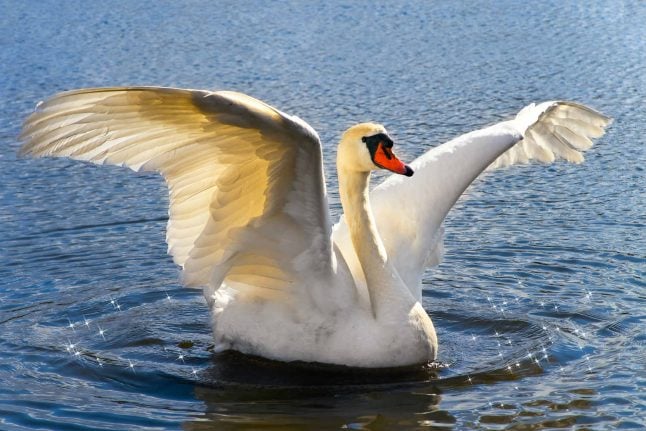 Norwegian authorities to put down violent swan