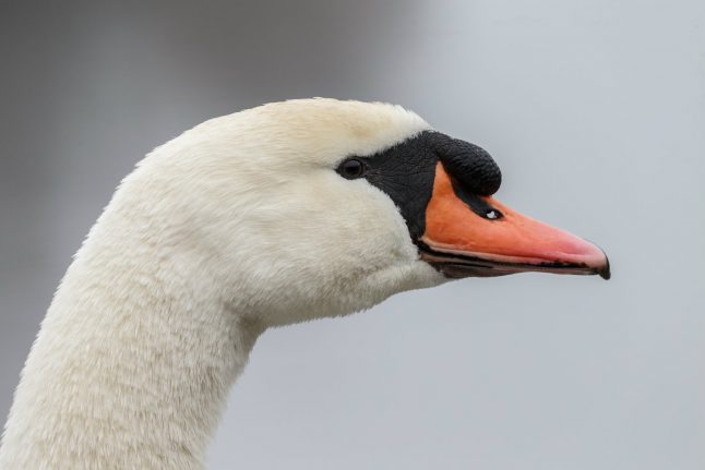 Norway’s infamous ‘Harbourmaster’ swan killed after attack on girl