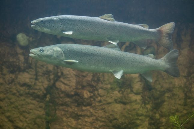 Oslo river: two giant salmon caught in one day