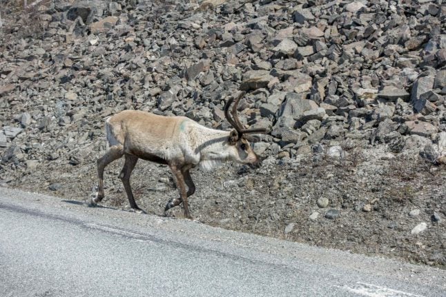 Norway and Sweden in quarrel over grazing reindeer