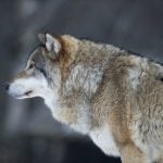 Norway temporarily suspends wolf hunting after court case