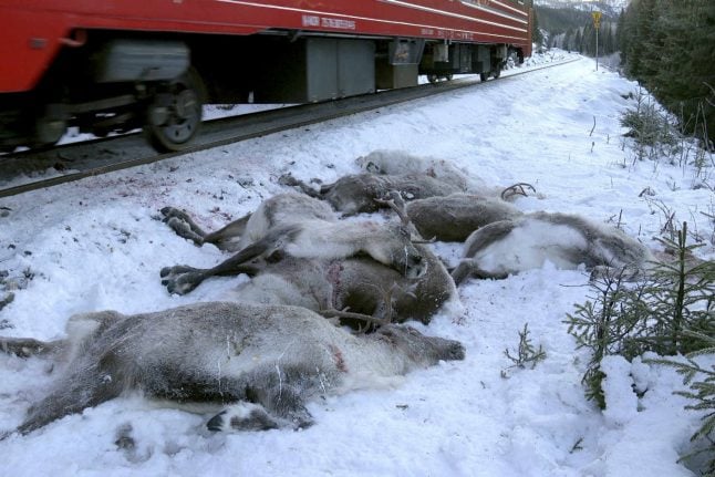 ‘Over 100’ reindeer killed in days by Norway freight trains
