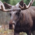 Elk shot in Norway after falling from daycare roof