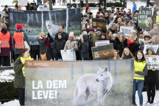 Wolf campaigners boycott sheep meat in Norway