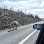 Record Arctic heat drives reindeer into cool tunnels