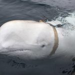 'Spy or runaway?': 'Russian' whale sparks wild theories in Norway