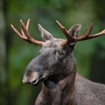 Norwegian man chased up a tree by elk whilst jogging