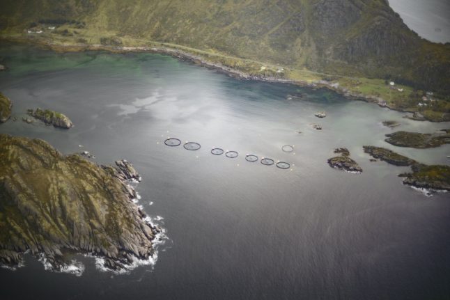 Norwegian firm fights current to post record salmon production