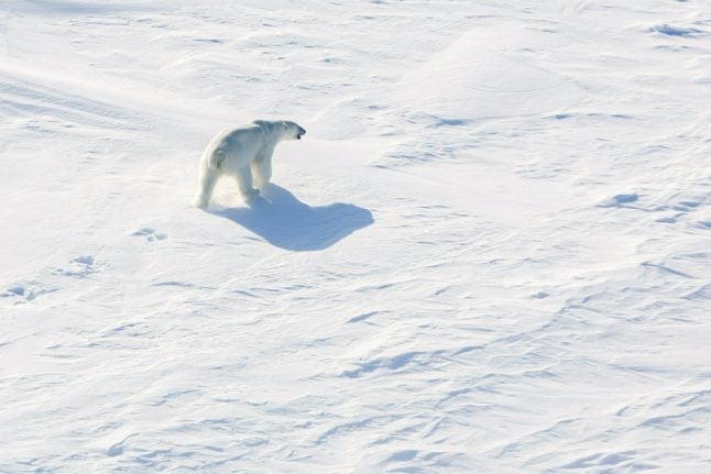 Polar bear kills man on Arctic Norwegian archipelago