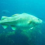 Melting ice spawns record cod catch