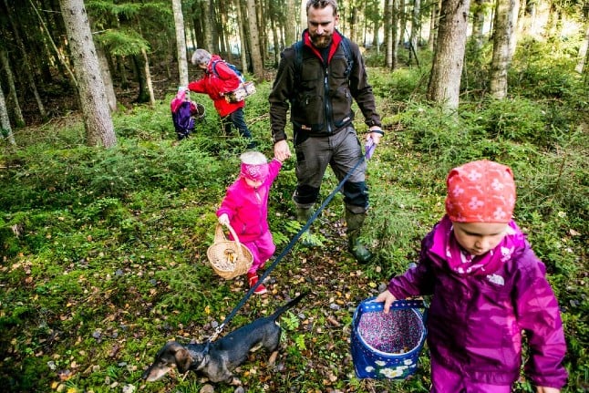 How to pick mushrooms in Norway like you've been doing it all your life