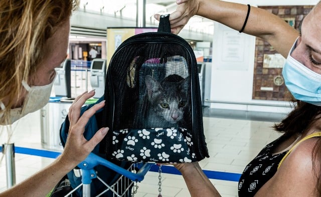 Two passengers look at a cat in a travel bag at an airport.