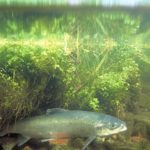 Atlantic salmon added to Norwegian list of threatened animals 