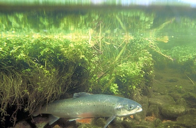 Atlantic salmon added to Norwegian list of threatened animals 