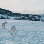 What changes about life in Norway in December 2021