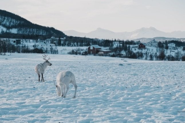 Pictured are reindeer in Tromsø.