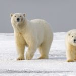Climate change may have altered the diet of Norwegian polar bears