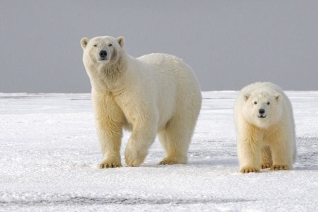 Pictured is a a polar bear and its cub. 