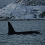 Melting Arctic ice draws killer whales further north into Norwegian waters